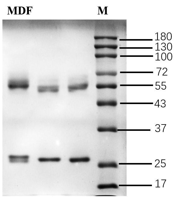 Modafinil Antibody in SDS-PAGE (SDS-PAGE)