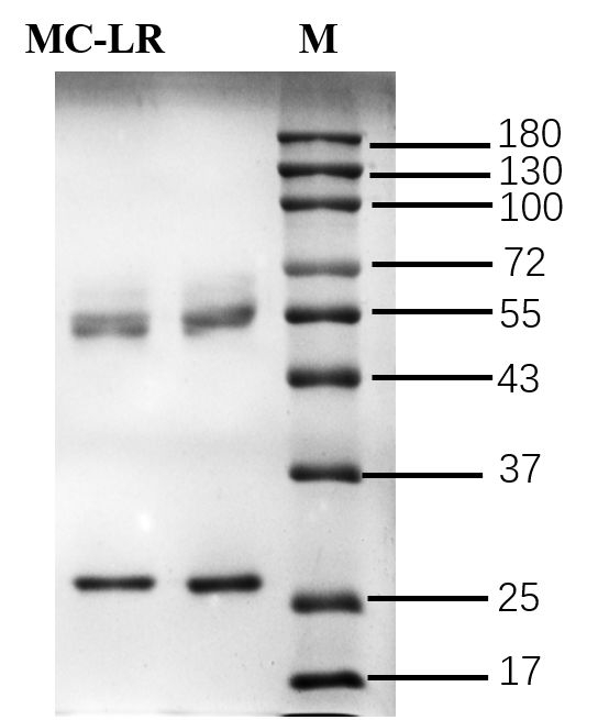 Microcystin-LR VHH-8His-Cys-tag Antibody in SDS-PAGE (SDS-PAGE)