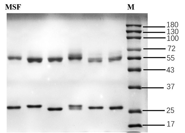 Metsulfuron Antibody in SDS-PAGE (SDS-PAGE)