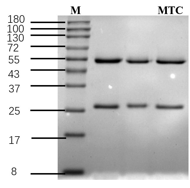Metolcarb Antibody in SDS-PAGE (SDS-PAGE)