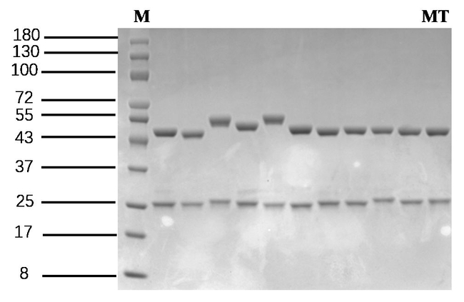 Methyltestosterone Antibody in SDS-PAGE (SDS-PAGE)