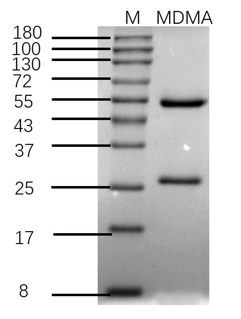 Methylenedioxymethamphetamine Antibody in SDS-PAGE (SDS-PAGE)