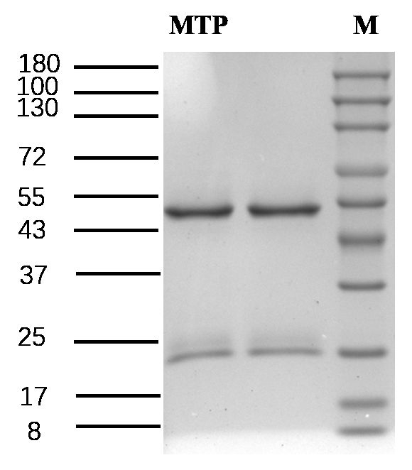 Methyl parathion Antibody in SDS-PAGE (SDS-PAGE)