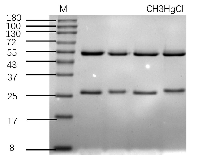 Methyl Mercury Chloride Antibody in SDS-PAGE (SDS-PAGE)