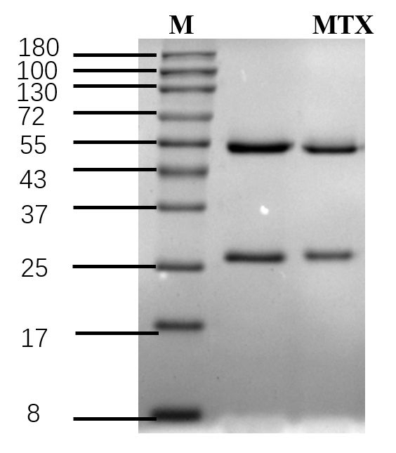 Methotrexate Antibody in SDS-PAGE (SDS-PAGE)