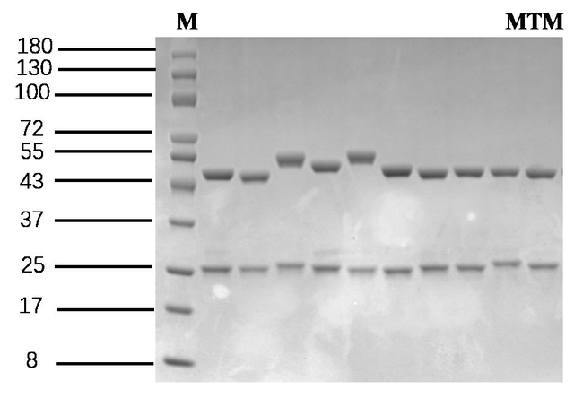 Methomyl Antibody in SDS-PAGE (SDS-PAGE)
