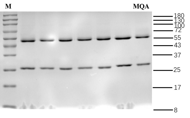 Methaqualone Antibody in SDS-PAGE (SDS-PAGE)