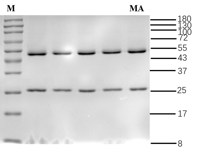 Metalaxyl Antibody in SDS-PAGE (SDS-PAGE)