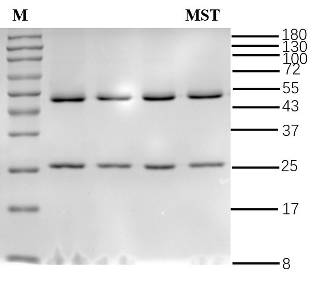 Mesotrione Antibody in SDS-PAGE (SDS-PAGE)