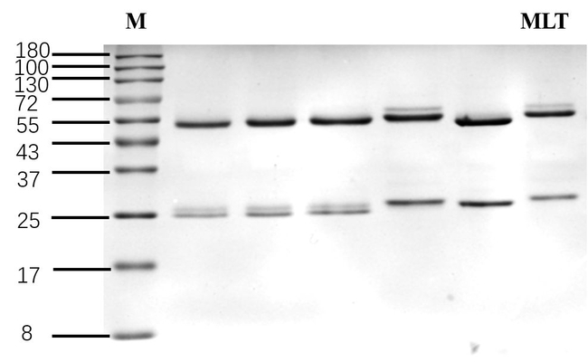 Melatonin Antibody in SDS-PAGE (SDS-PAGE)