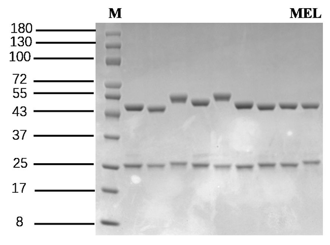 Melamine Antibody in SDS-PAGE (SDS-PAGE)