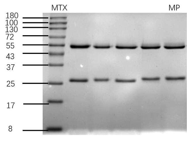 Medroxyprogesterone Antibody in SDS-PAGE (SDS-PAGE)