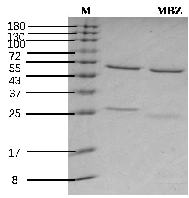 Mebendazole Antibody in SDS-PAGE (SDS-PAGE)