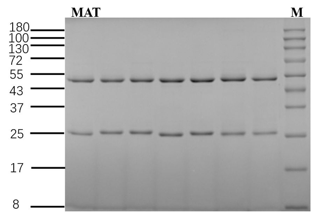 Matrine Antibody in SDS-PAGE (SDS-PAGE)