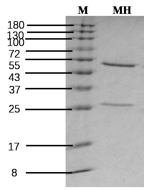 Maleic Hydrazide Antibody in SDS-PAGE (SDS-PAGE)