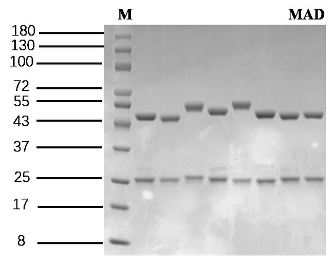 Maduramicin Antibody in SDS-PAGE (SDS-PAGE)