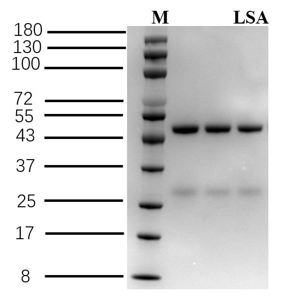 Lysergic acid Antibody in SDS-PAGE (SDS-PAGE)