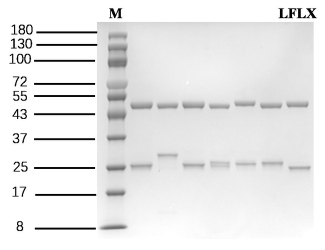 Lomefloxacin Antibody in SDS-PAGE (SDS-PAGE)