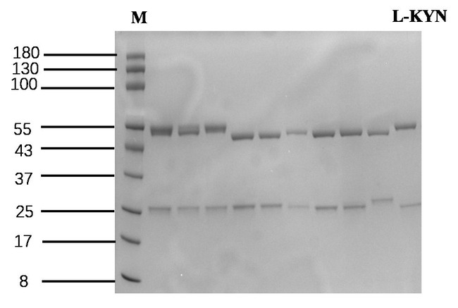 L-kynurenine Antibody in SDS-PAGE (SDS-PAGE)