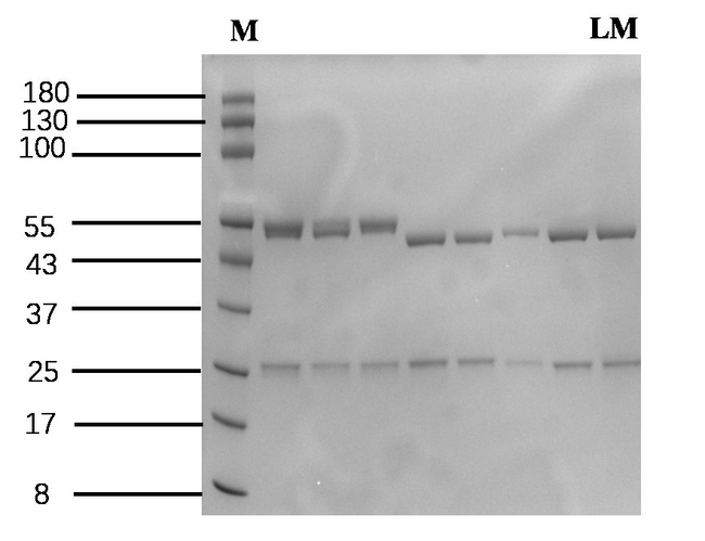 Lincomycin Antibody in SDS-PAGE (SDS-PAGE)