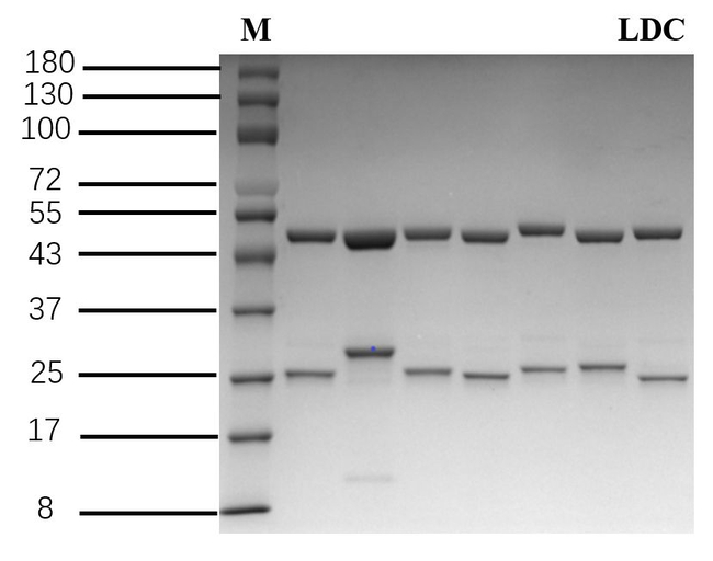 Lidocaine Antibody in SDS-PAGE (SDS-PAGE)