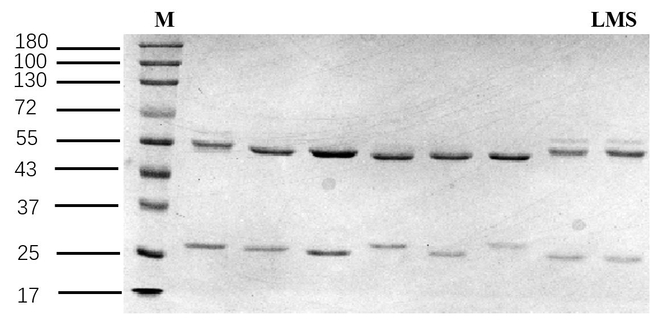 Levamisole Antibody in SDS-PAGE (SDS-PAGE)
