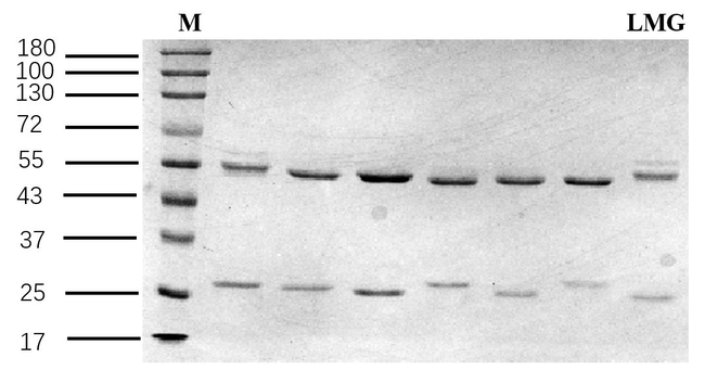 Leucomalachite Antibody in SDS-PAGE (SDS-PAGE)