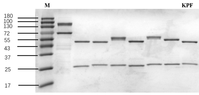 Ketoprofen Antibody in SDS-PAGE (SDS-PAGE)