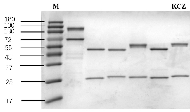 Ketoconazole Antibody in SDS-PAGE (SDS-PAGE)