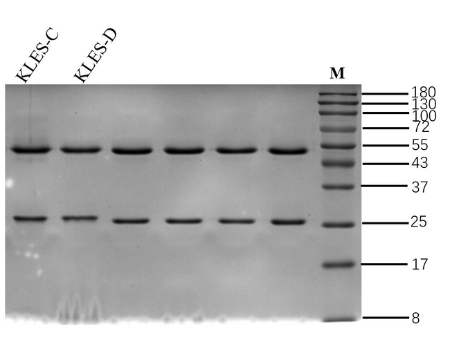 Enterobacter sakazakii Antibody in SDS-PAGE (SDS-PAGE)