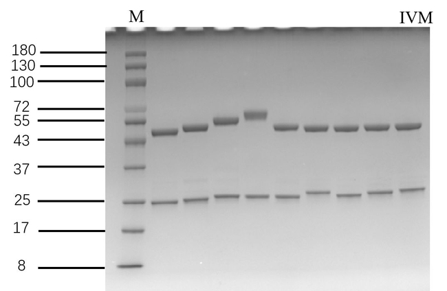 Ivermectin Antibody in SDS-PAGE (SDS-PAGE)