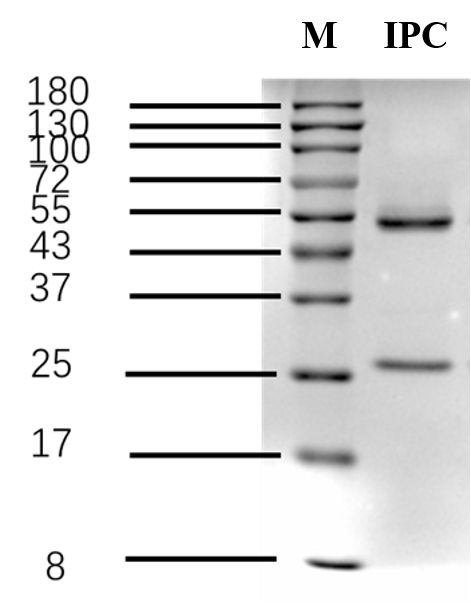Isoprocarb Antibody in SDS-PAGE (SDS-PAGE)