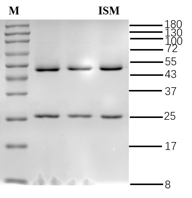 Isometamidium Antibody in SDS-PAGE (SDS-PAGE)