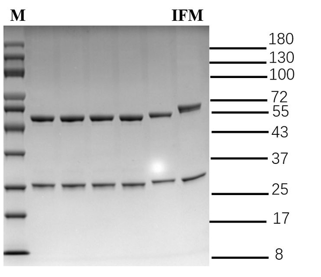 Isofetamid Antibody in SDS-PAGE (SDS-PAGE)