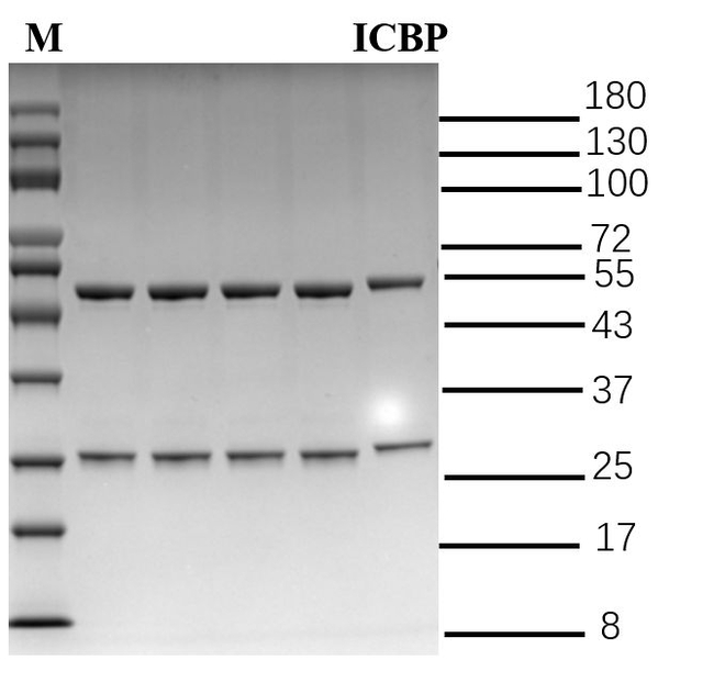 Isocarbophos Antibody in SDS-PAGE (SDS-PAGE)