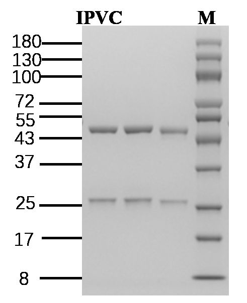 Iprovalicarb Antibody in SDS-PAGE (SDS-PAGE)