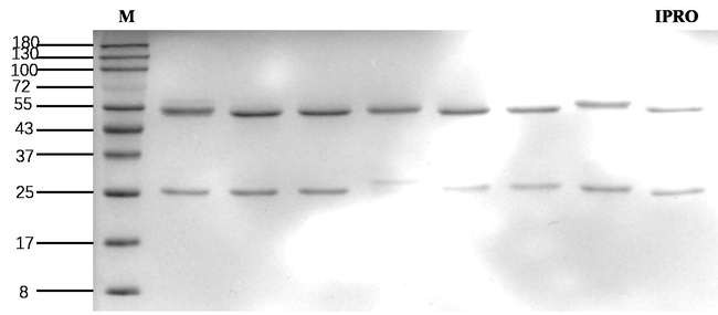 Iprodione Antibody in SDS-PAGE (SDS-PAGE)