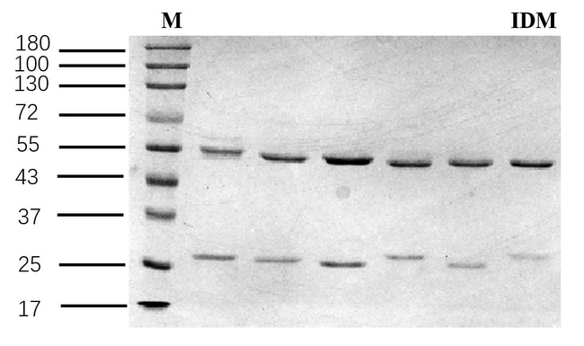 Indometacin Antibody in SDS-PAGE (SDS-PAGE)