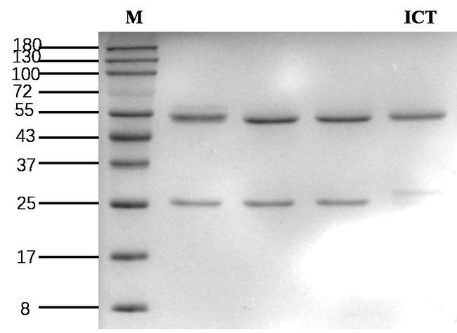 Imidaclothiz Antibody in SDS-PAGE (SDS-PAGE)