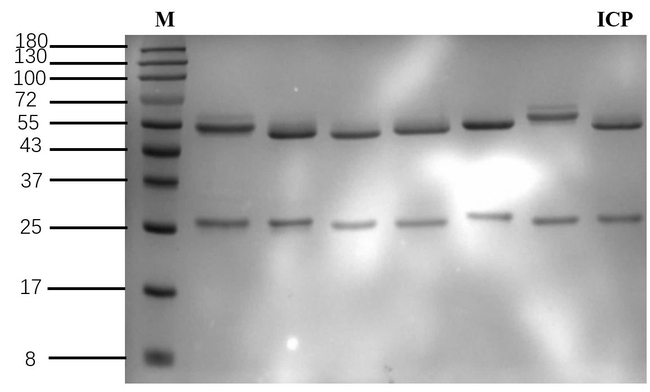 Imidacloprid Antibody in SDS-PAGE (SDS-PAGE)