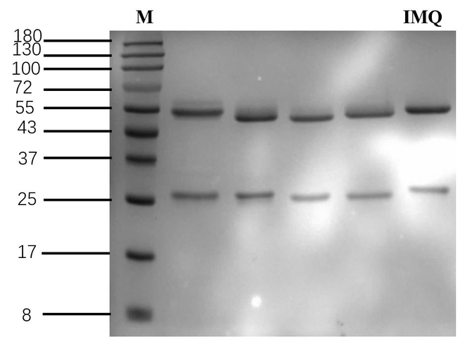 Imazaquin Antibody in SDS-PAGE (SDS-PAGE)
