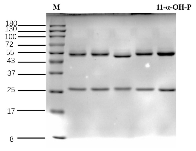 Imatinib Antibody in SDS-PAGE (SDS-PAGE)