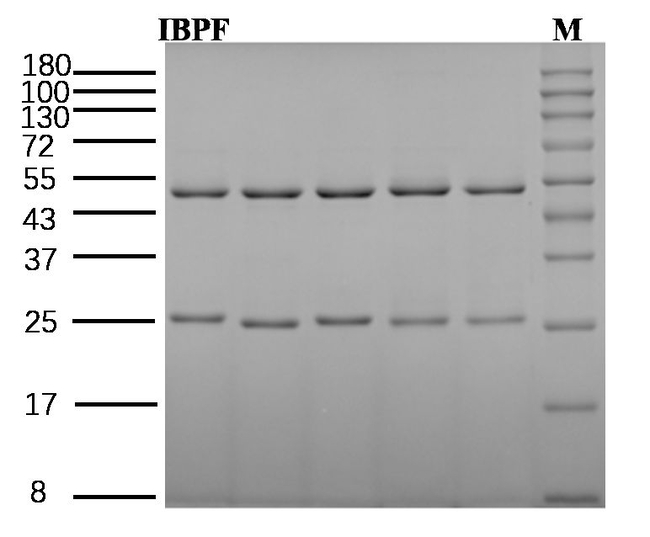 Ibuprofen Antibody in SDS-PAGE (SDS-PAGE)