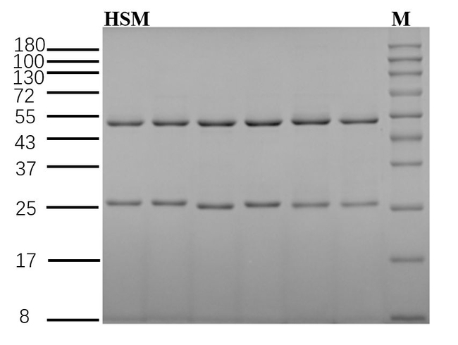 Hyoscyamine Antibody in SDS-PAGE (SDS-PAGE)