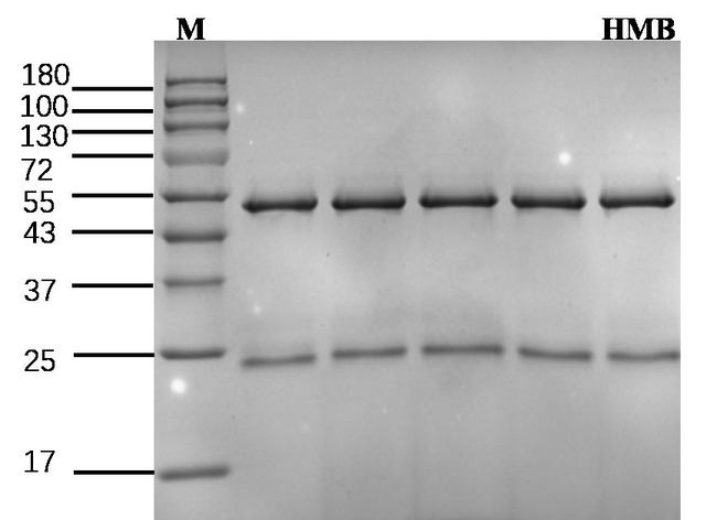 Hygromycin B Antibody in SDS-PAGE (SDS-PAGE)