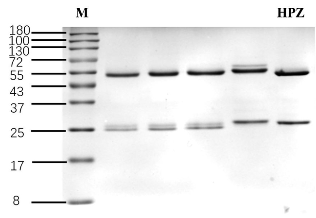Hydroxyphenoxazine Antibody in SDS-PAGE (SDS-PAGE)
