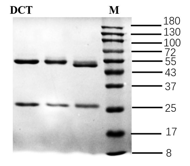 Hydrochlorothiazide Antibody in SDS-PAGE (SDS-PAGE)
