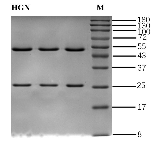 Higenamine Antibody in SDS-PAGE (SDS-PAGE)