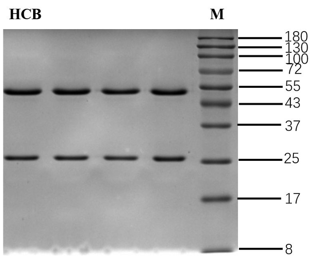 Hexachlorobenzene Antibody in SDS-PAGE (SDS-PAGE)