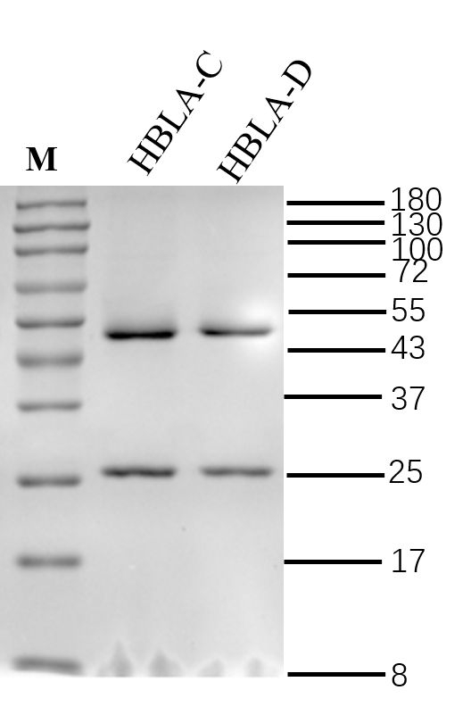 Hemolysin BL A Antibody in SDS-PAGE (SDS-PAGE)